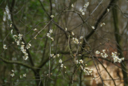 Prunus spinosaSleedoorn bestellen